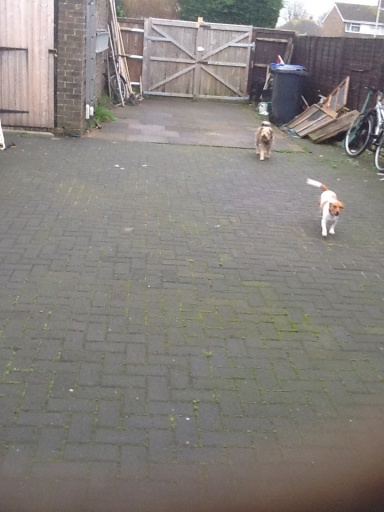 Big back garden