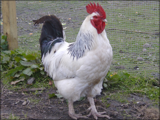 Country Yokes- Light Sussex- visit our web- site to see More!