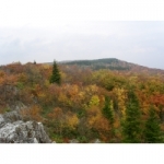 Tall Tree Translations Ltd