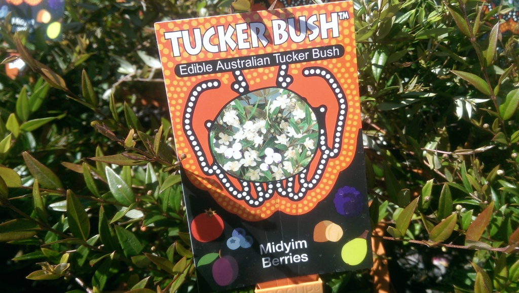 Tucker Bush Perth, 6000
