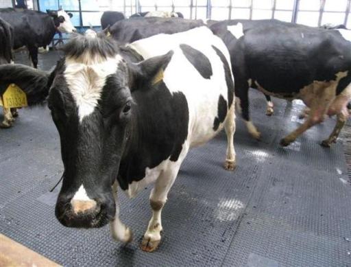 Agricultural Ruber Matting &amp; Products
