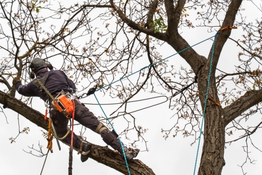 Ribble Valley Tree Care, Tree Pruning 