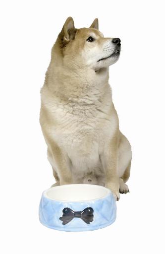 Dog Ceramic Bowl