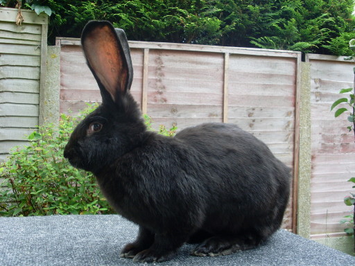 German Giant Rabbit/ Hare Black