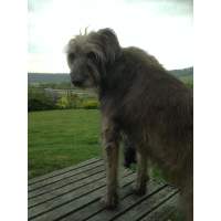 Hooves Paws & More Wiltshire