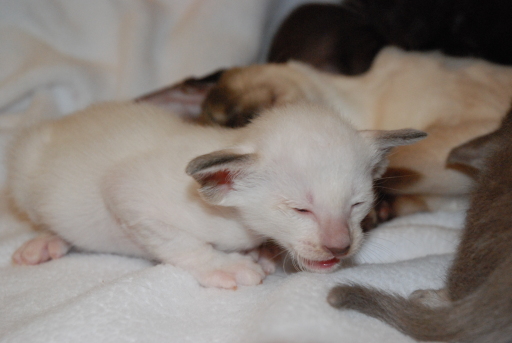 Siamese