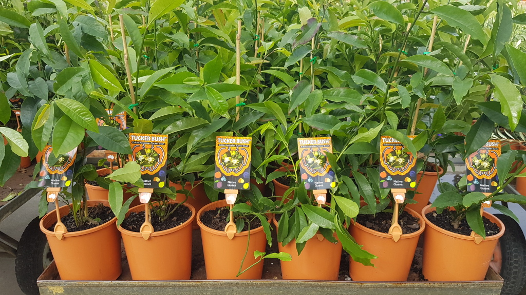 Tucker Bush Perth, 6000