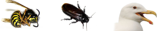 Pests
