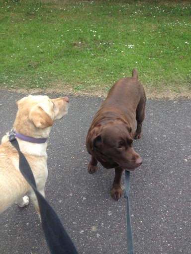 Dogs