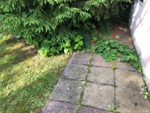Japanese Knotweed Surveys Cornwall