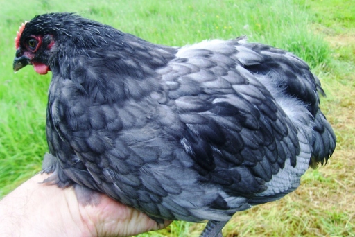 image0