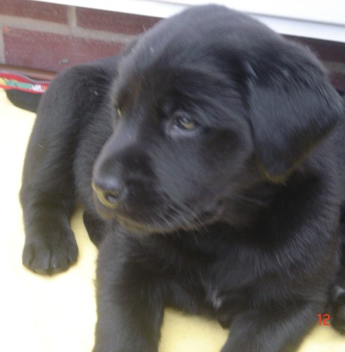 Labrador Retriever bitch puppy