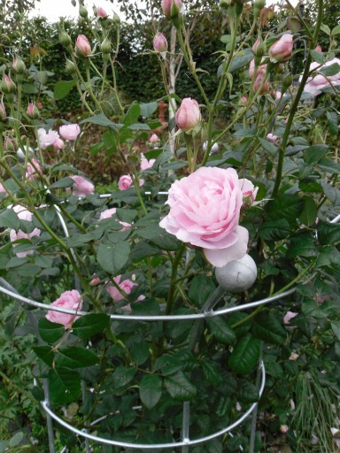 image1