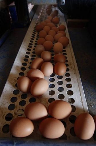 Egg