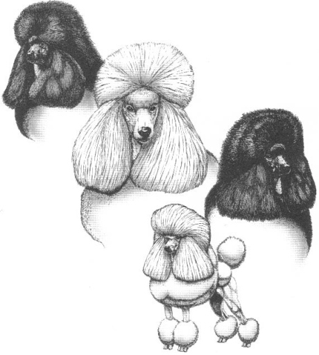 Leicester Academy Dog Grooming