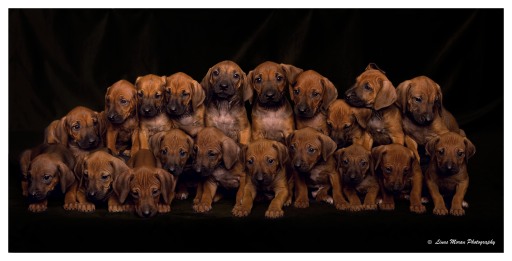 Rhodesian ridgeback litter by k9 photographer Linus Moran