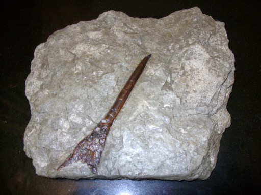 Quality Belemnite with pharmacone - fossilmegastore.com