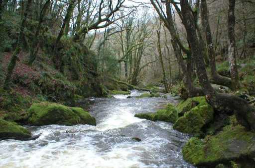 Golitha Falls