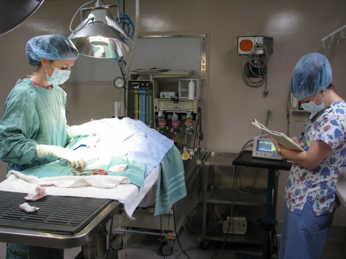 VCA All Our Pets Animal Hospital