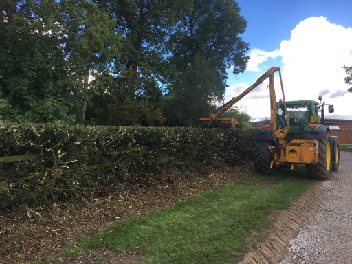 Overgrown beech hedge cutting in progress