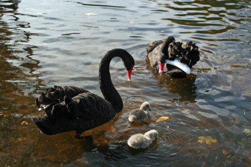 The famous black swans of Dawlish
