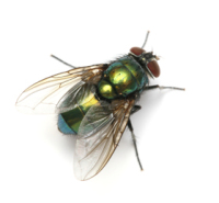 Professional Pest Services Ltd