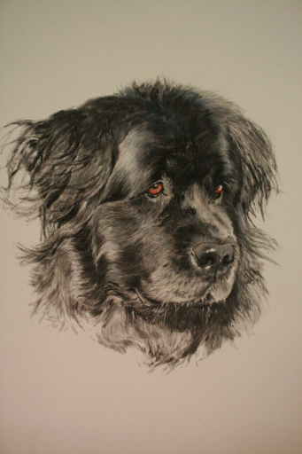Commissioned portrait in pastel 'Bumble'