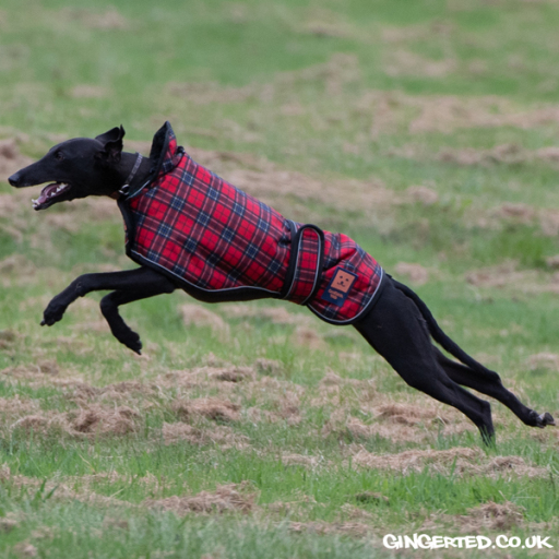 Ginger Ted Sighthound Waterproof Dog Coat