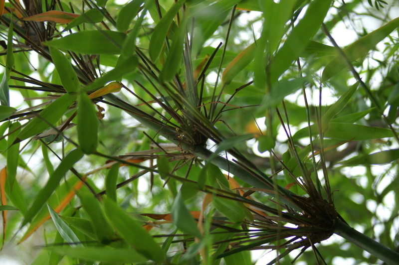 Bamboo Grove Rosehill Road, Lower Plenty, 3093