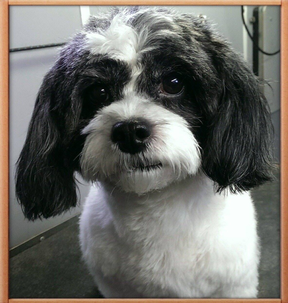 Zoom'n'Groom mobile dog grooming salon Mooroolbark, 3138