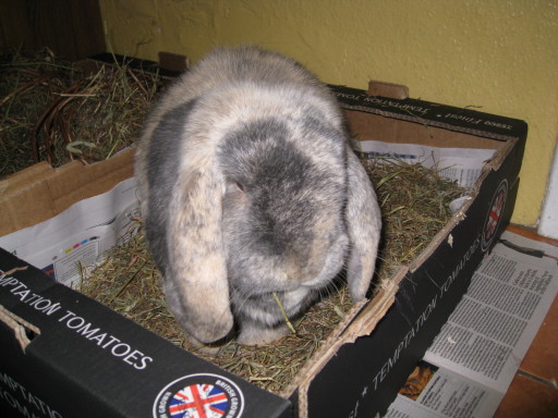 Happy Bunny