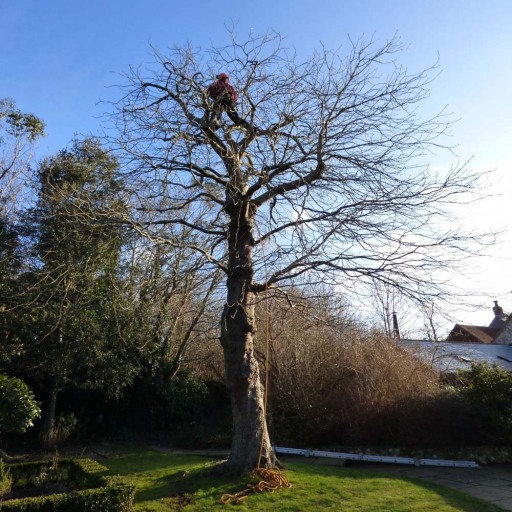 Tree Surgeons in Wiltshire