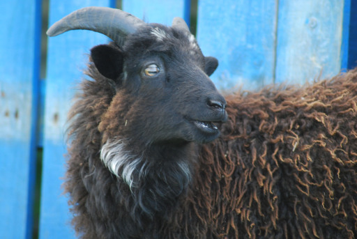 North Ronaldsay Ram Lamb