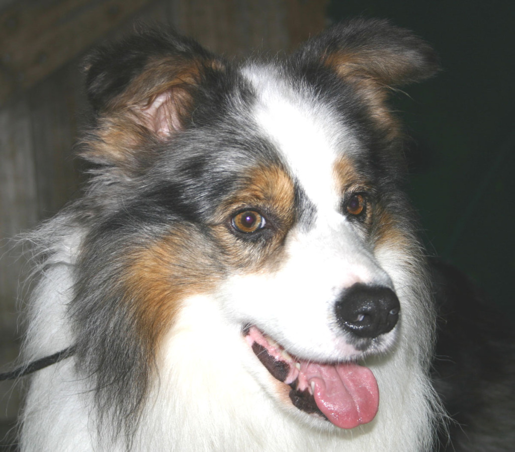 Milangimbi Kennels P.O. Box 1908, Geelong, 3220