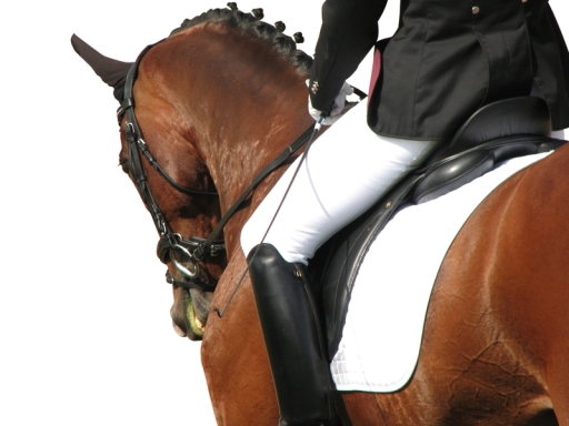 Equestrian Sales UK