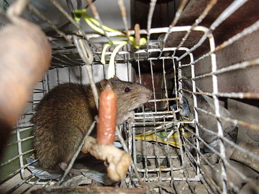 Brown rat