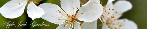 Apple Jack Gardens