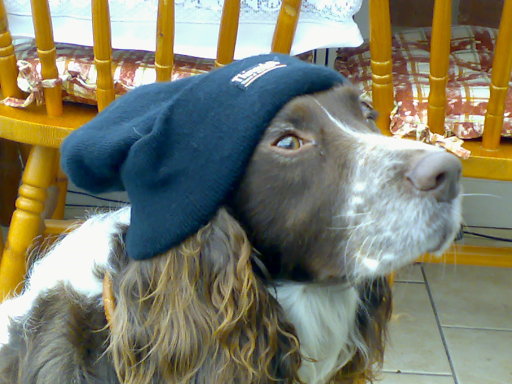 Robbie reckons its gonna be a cold walk today