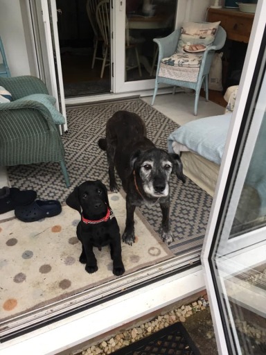 Puppy visits- The young and old getting involved in the fun