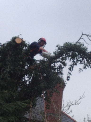 Shire Tree Surgery, Shrewsbury Shropshire Tree Work