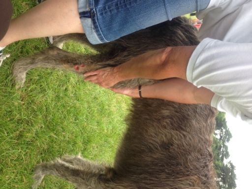 ChangeStart Animal Reiki treatment on a dog for a nasty leg wound