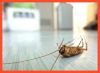 Pest Control Werribee
