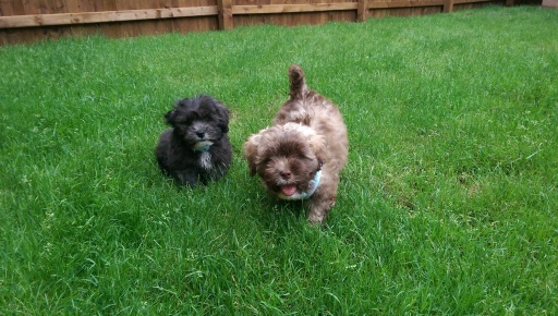Puppy Playtime- great fun!
