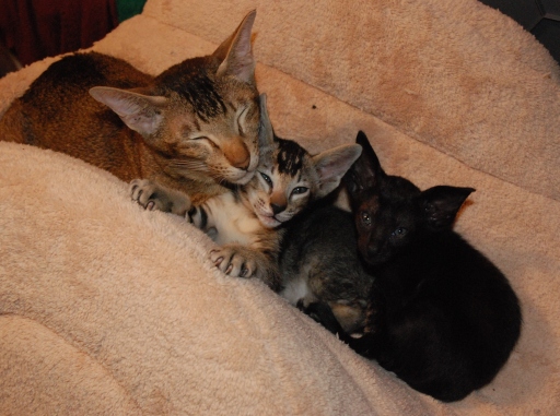 Tabby and Black Orientals