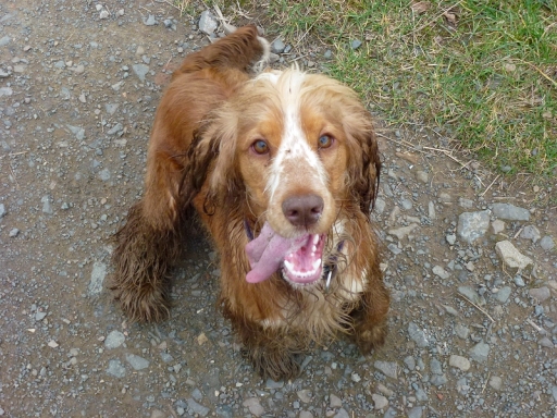 Dog walking