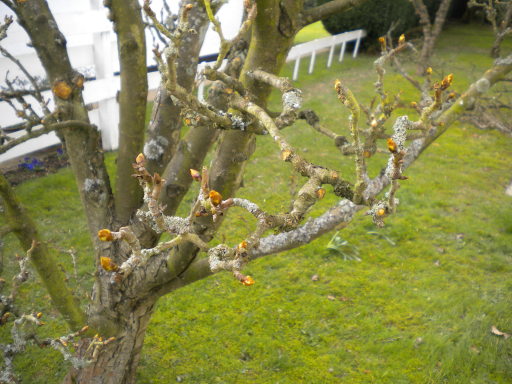 Fruit pruning, fruit pruning kent, pear tree, seasonal pruning