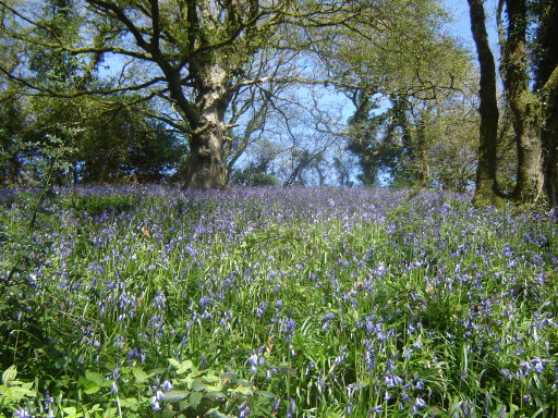 A Beautiful bluebell wood