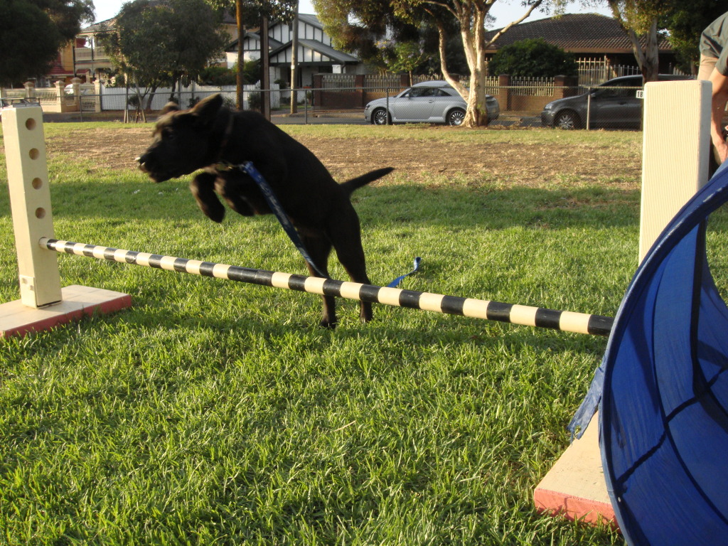 Take the Lead Canine Training Woodshill Road, Ashton, 5137