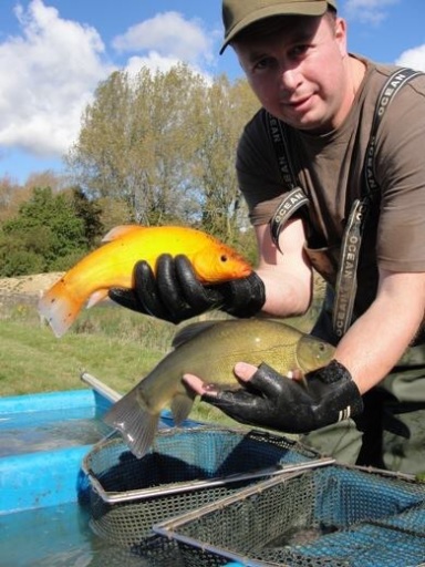 Second summer tench