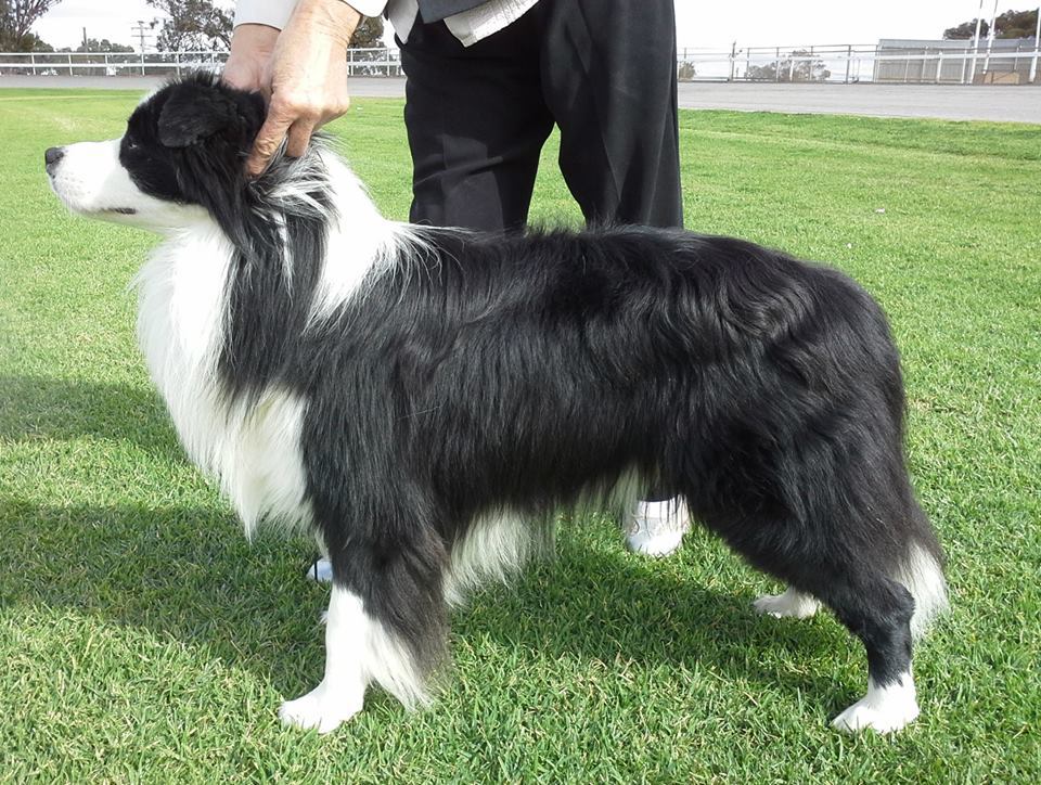 Milangimbi Kennels P.O. Box 1908, Geelong, 3220